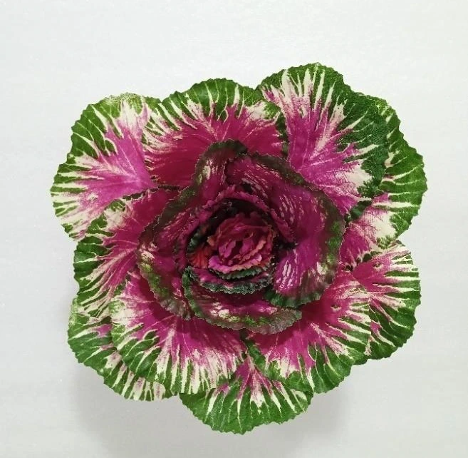 Artificial Natural Cabbage
